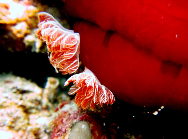 西班牙舞姬海蛞蝓的鳃图片下载