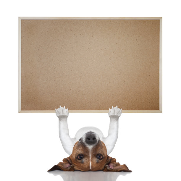 一只可爱的狗在他的背上拿着一个空白的横幅图片下载