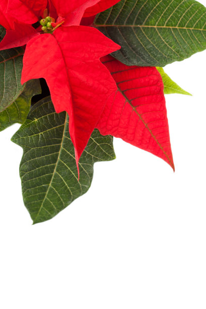 一品红图片下载