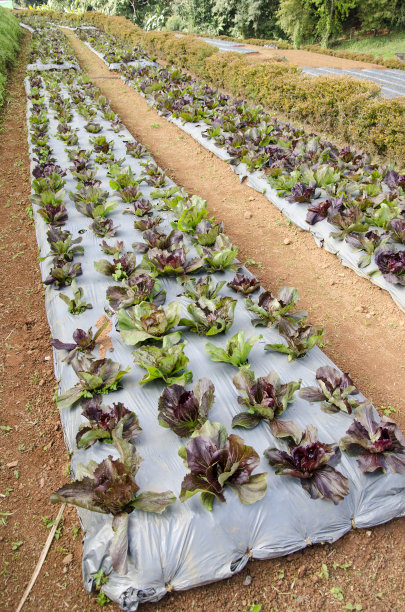 有机花园图片下载