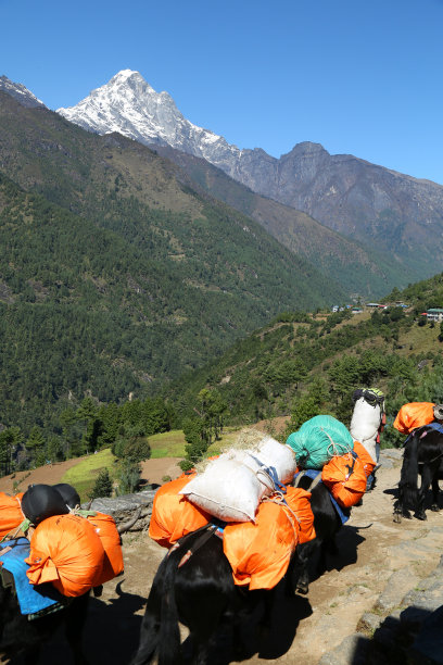 来自尼泊尔的牦牛驼队努普拉峰和养育村图片下载