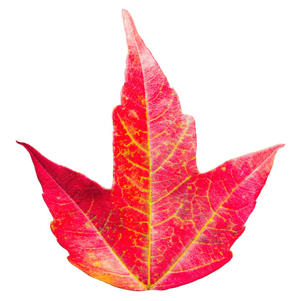 秋天的枫叶图片下载