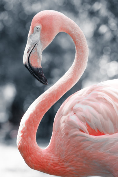 模糊背景下的粉红色火烈鸟图片下载
