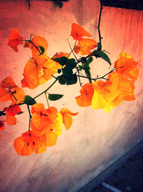 橘色花图片下载