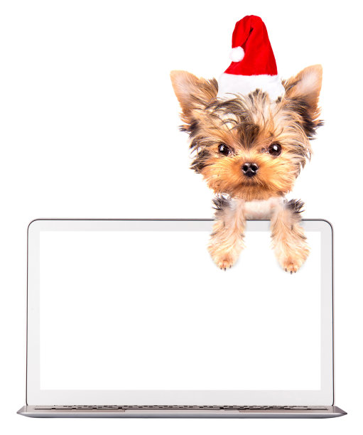 狗狗使用电脑图片下载