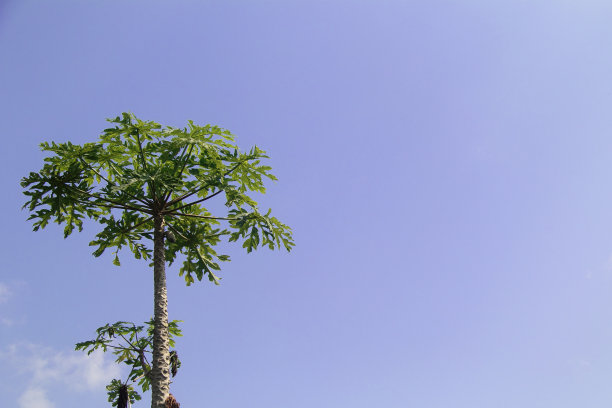 木瓜上种木瓜树图片下载