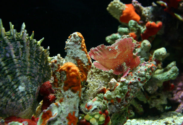 粉色Camoflage鱼图片下载