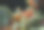 粉色Camoflage鱼图片下载
