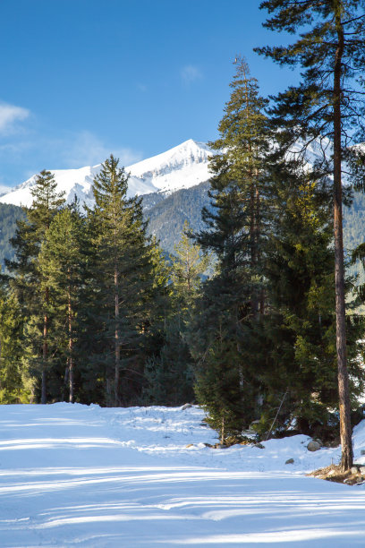 苍翠的松树，白雪皑皑的山峰图片下载