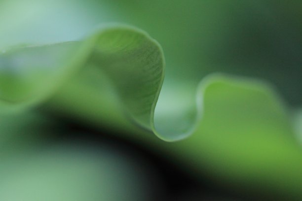 绿色的叶子图片下载