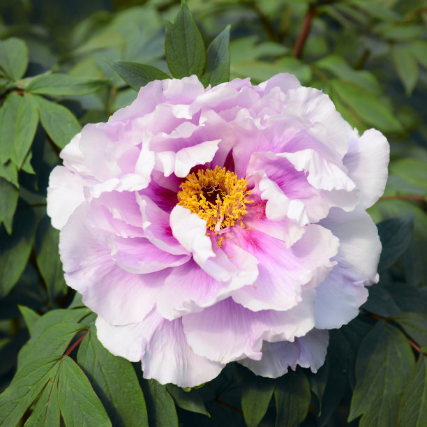 本质上是牡丹图片下载