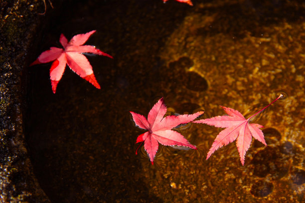 秋日枫叶宏图片下载
