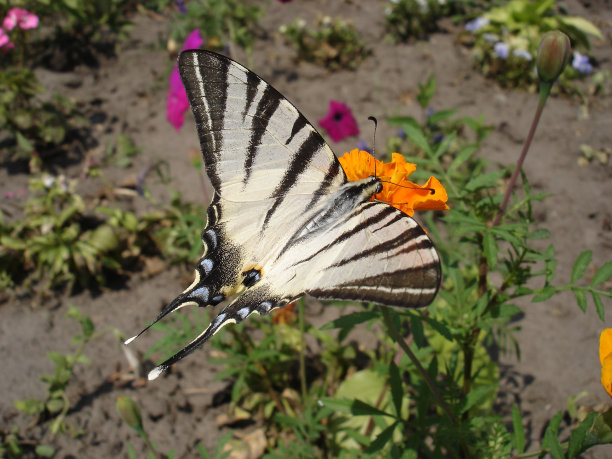 凤蝶(梨树凤蝶)图片下载
