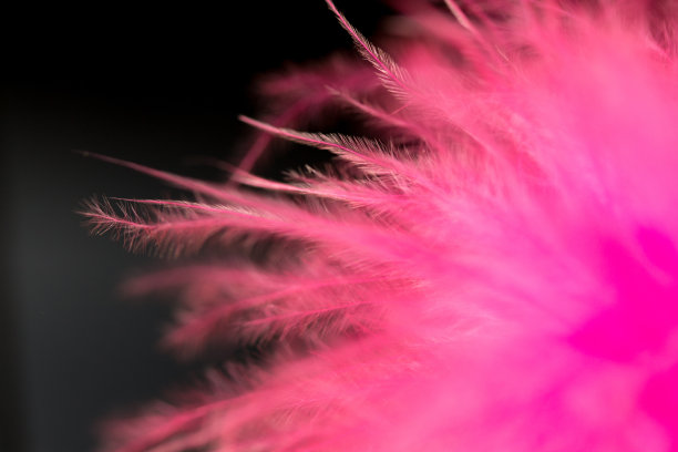 粉红色的羽毛图片下载