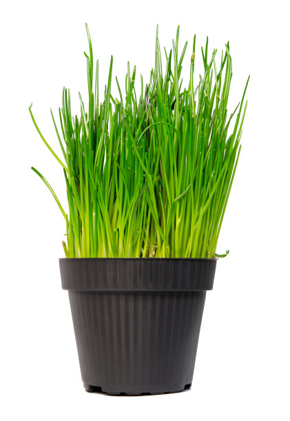 细香葱图片下载