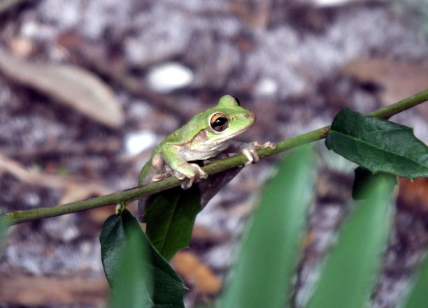 古巴树蛙图片下载