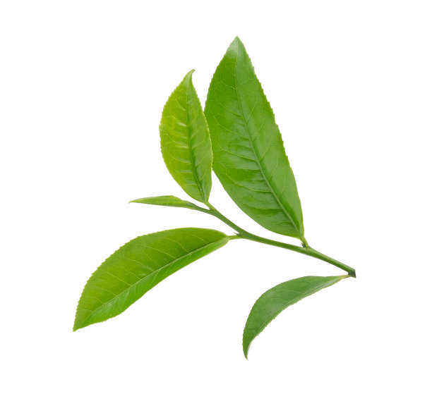 白色背景上分离的新鲜绿茶叶子图片下载