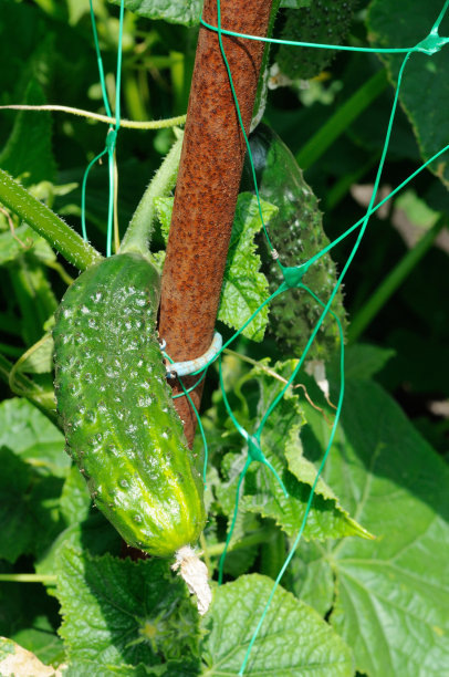 阳光下的黄瓜图片下载