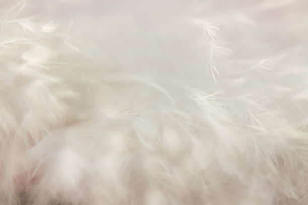 白色的羽毛图片下载