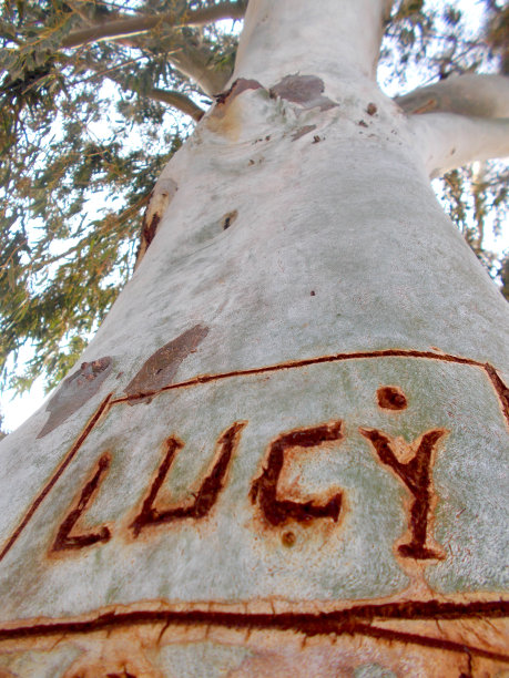 露西字刻在树的表面图片下载