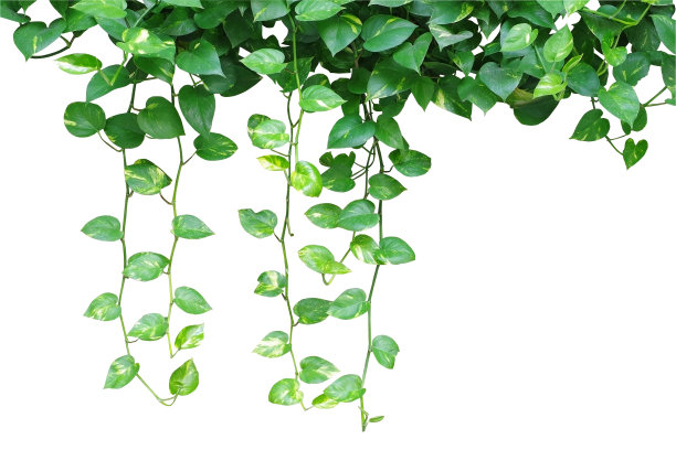 心形叶藤，魔鬼藤，金色小花，孤o图片下载