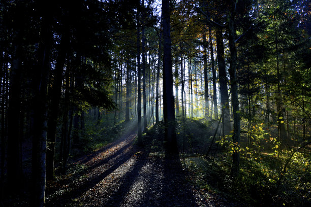 瓦尔德松图片下载
