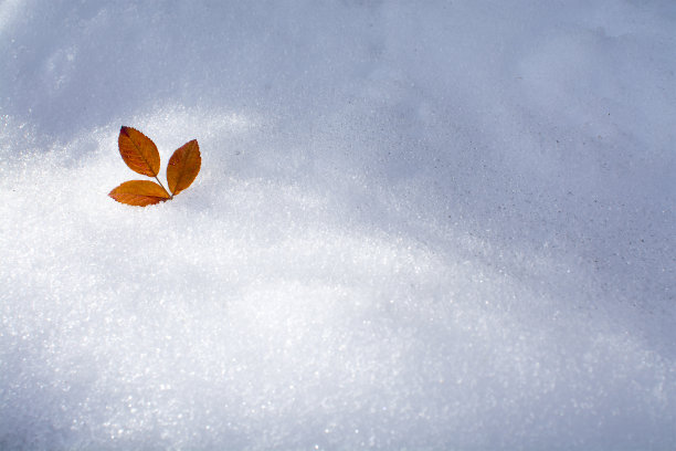 白雪沙丘上的树叶图片下载