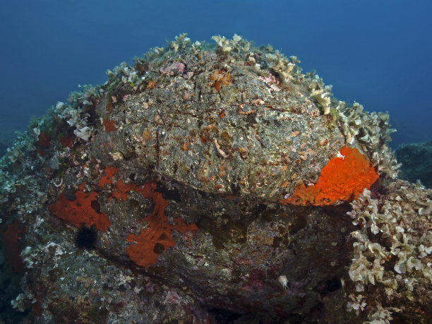 地中海中蔓生的岩石图片下载