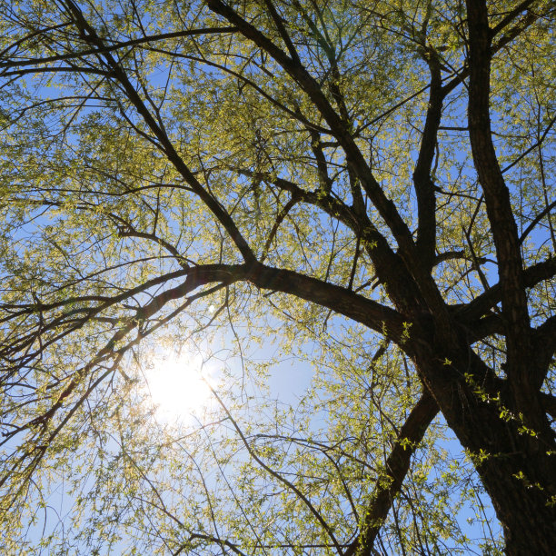 春天阳光透过一棵树图片下载