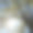 春天阳光透过一棵树图片下载
