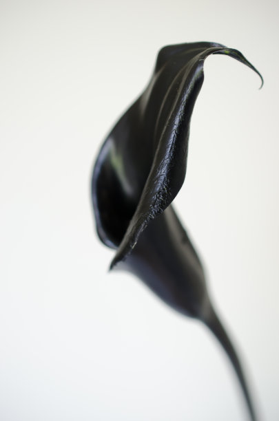 黑色的马蹄莲图片下载