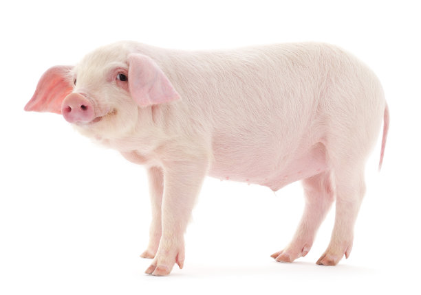 猪在白图片下载