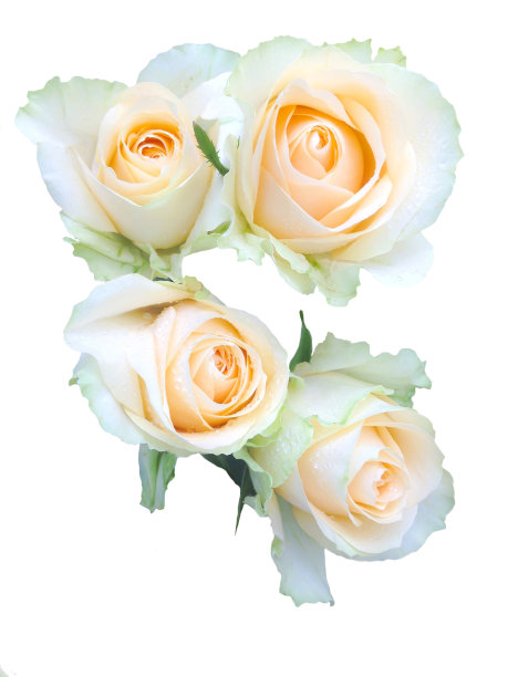 一束浅橙色的玫瑰图片下载