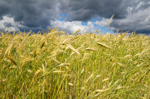 麦穗映衬着暴风雨的天空图片下载