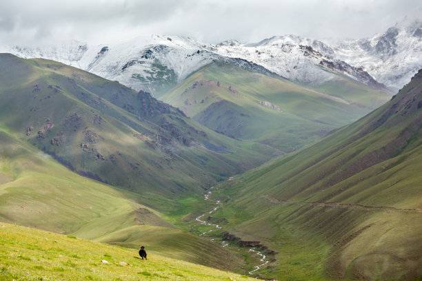巨大的牦牛跑下山，天山图片下载