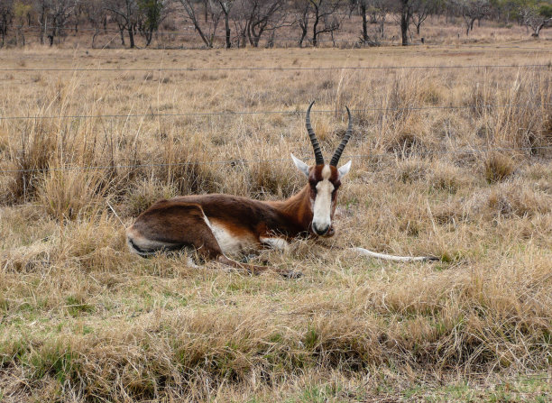 大羚羊图片下载