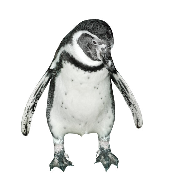 洪堡企鹅。图片下载