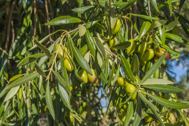 橄榄加青橄榄图片下载