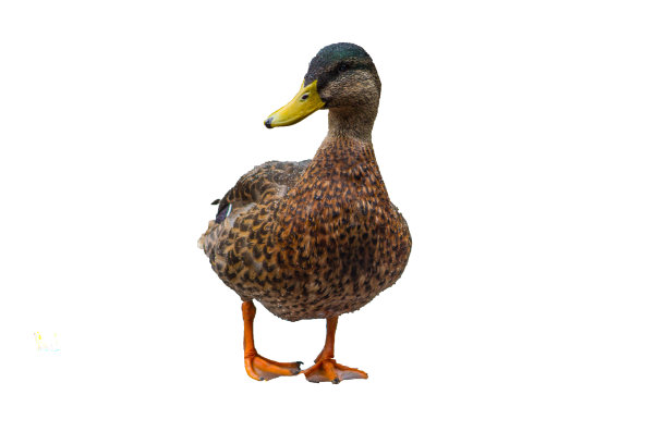 年轻的野鸭德雷克孤立于白色背景图片下载