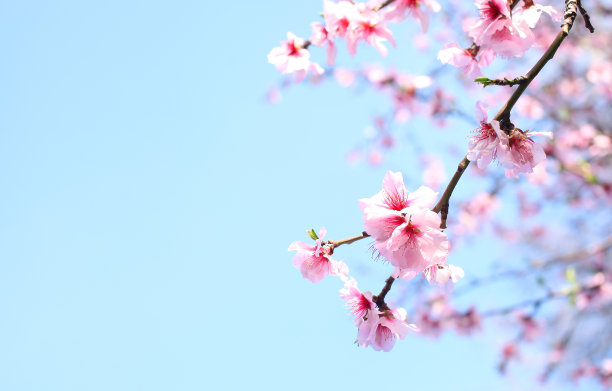 浪漫樱花图片素材ID：120417154