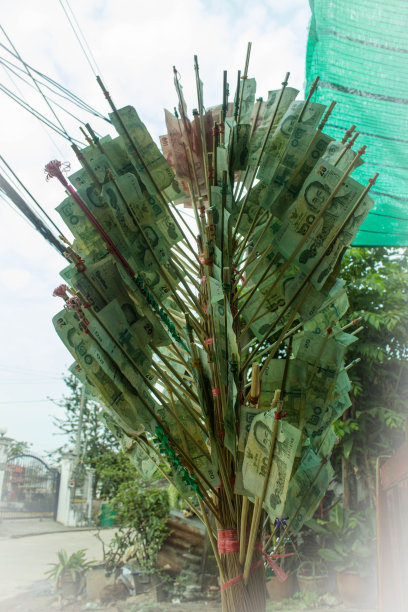 金钱树图片下载