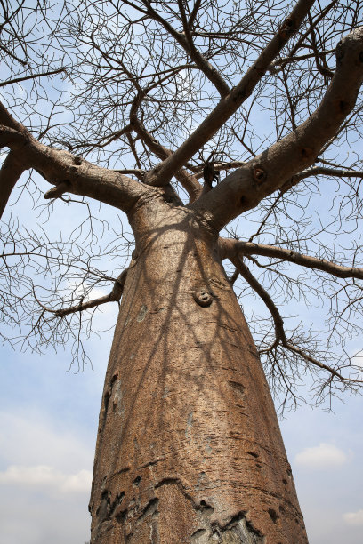 猴面包树树图片下载
