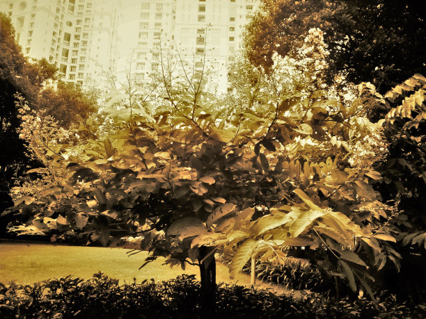 植物和野花图片下载