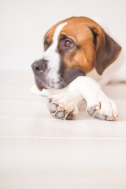 白日梦的狗图片下载