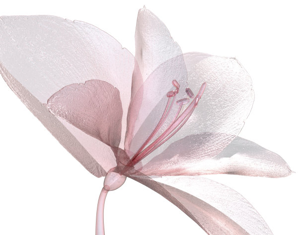 孤立在白色上的一朵花的图像，孤挺花图片下载