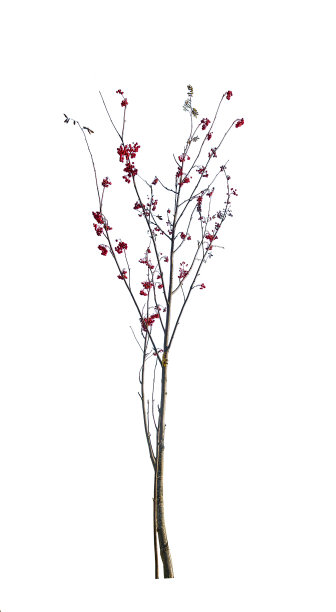 小秋天光秃秃的花楸树与浆果图片下载