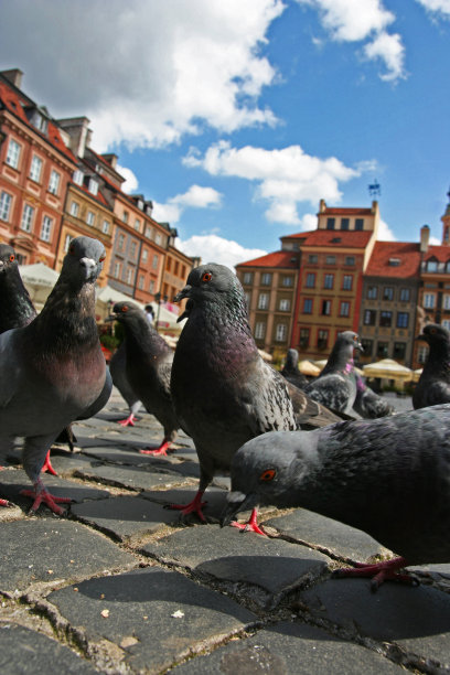 华沙老城广场上的鸽子图片下载