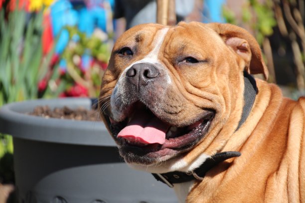 皱纹红色的狗看着镜头图片下载