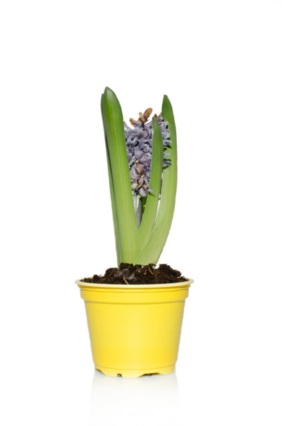 海辛特图片下载