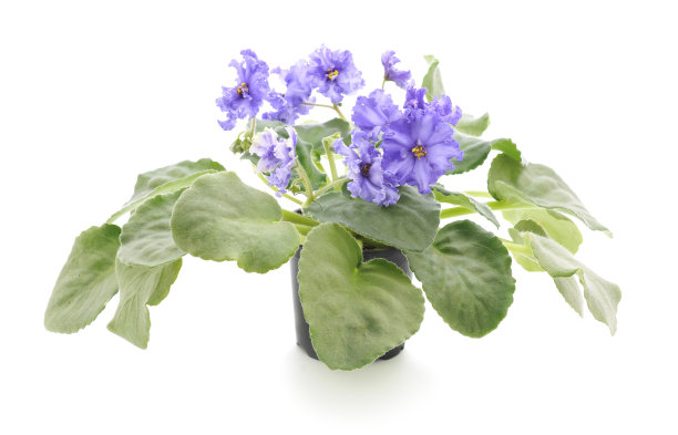 非洲紫罗兰图片下载